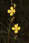 Narrowleaf primrose-willow